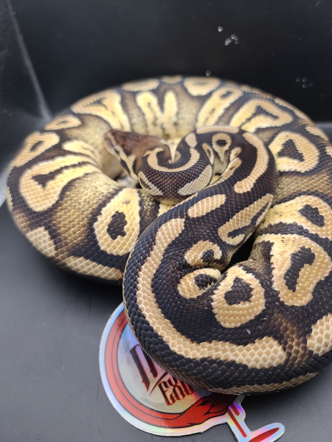 Pastel Mystic Ball Python by Bleeding Moon Exotics - MorphMarket