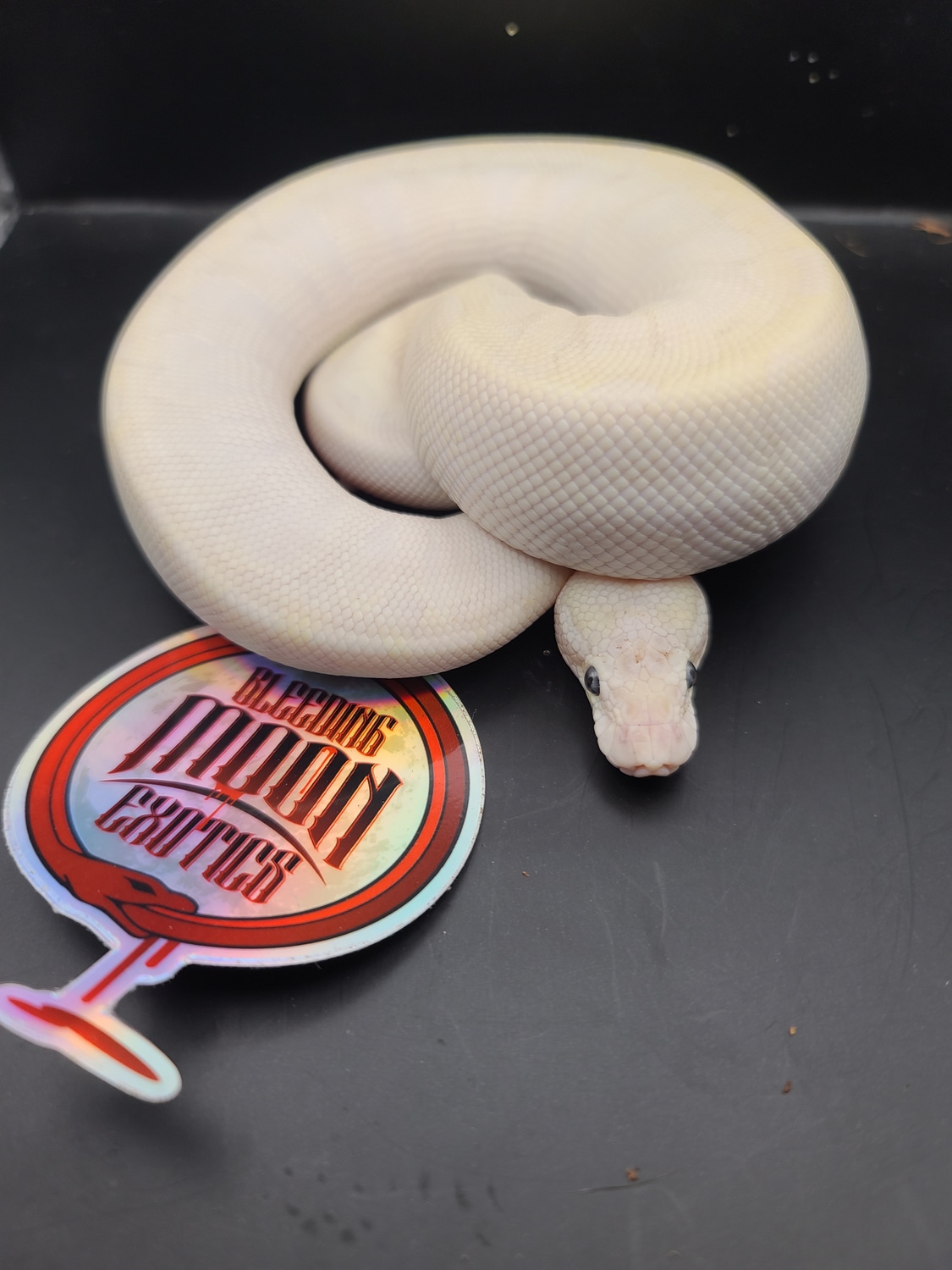 Bel. Bamboo Mystic Poss Pastel/enchi Ball Python by Bleeding Moon ...