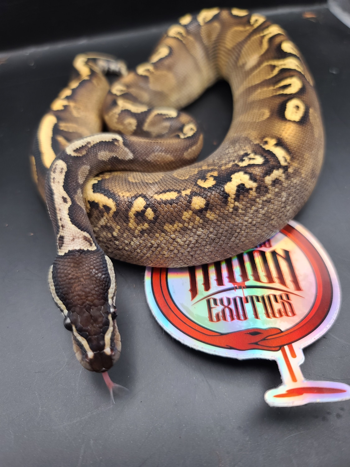 Ghi Yellow Belly Ball Python by Bleeding Moon Exotics - MorphMarket