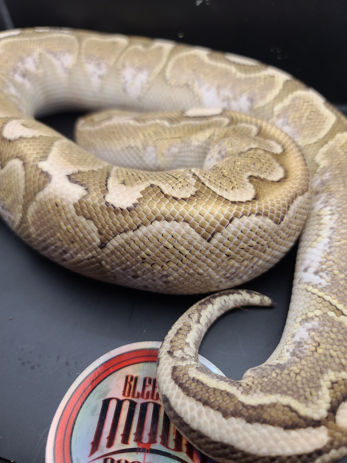 Pastel Bamboo Ball Python by Bleeding Moon Exotics - MorphMarket