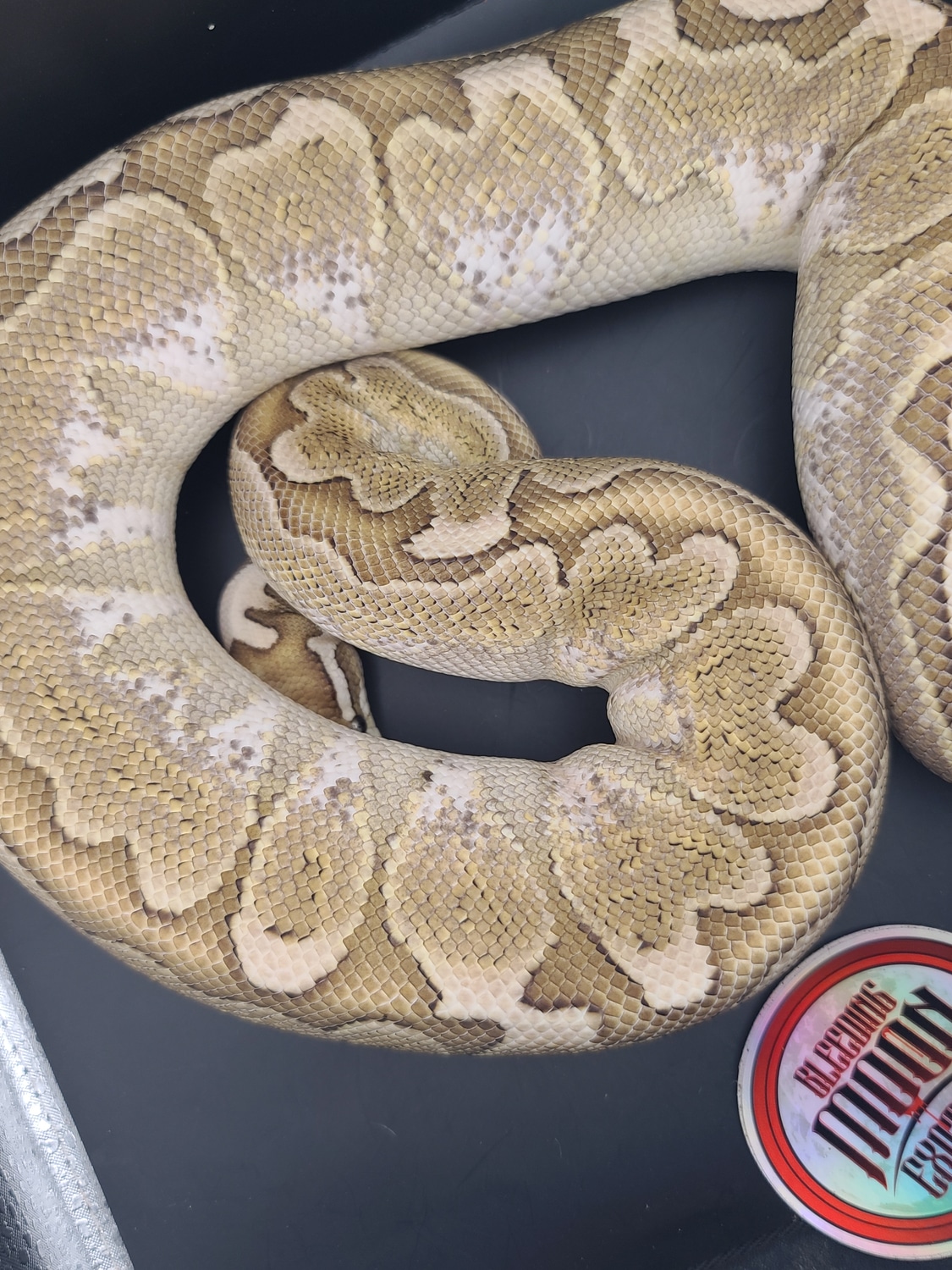 Pastel Bamboo Ball Python by Bleeding Moon Exotics - MorphMarket