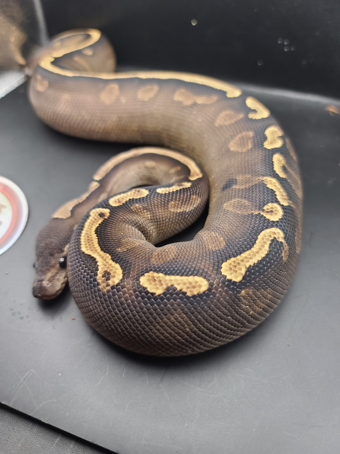Ghi Cinnamon Yellow Belly Ball Python by Bleeding Moon Exotics ...