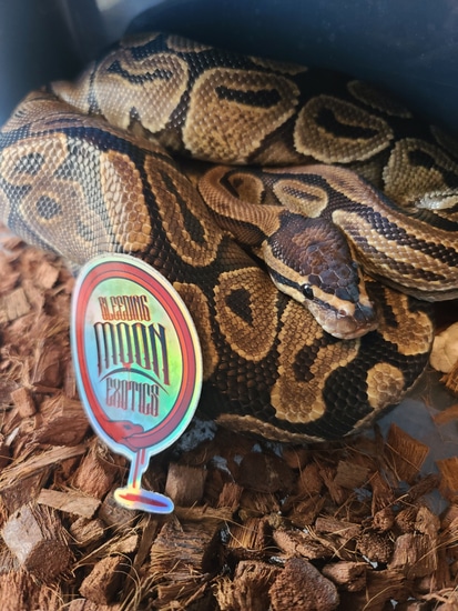Specter Ball Python by Bleeding Moon Exotics