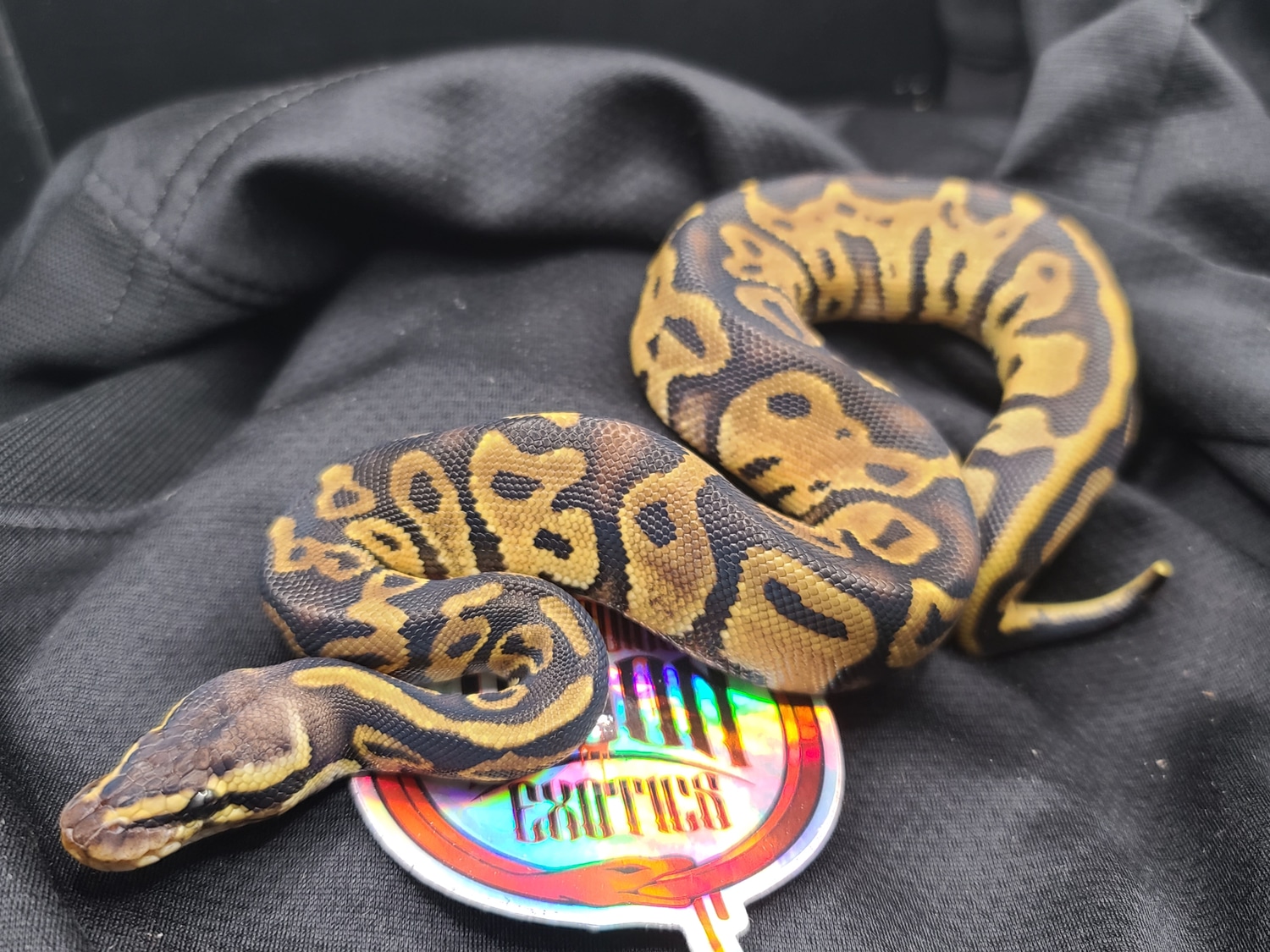 Pastel Ghi Leo Ball Python by Bleeding Moon Exotics - MorphMarket