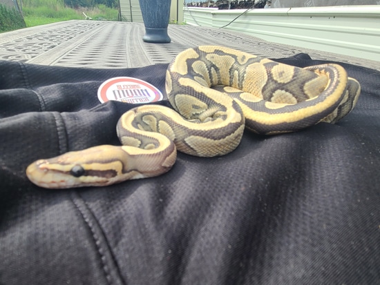 Rtb Vanilla Hypo Ball Python by Bleeding Moon Exotics