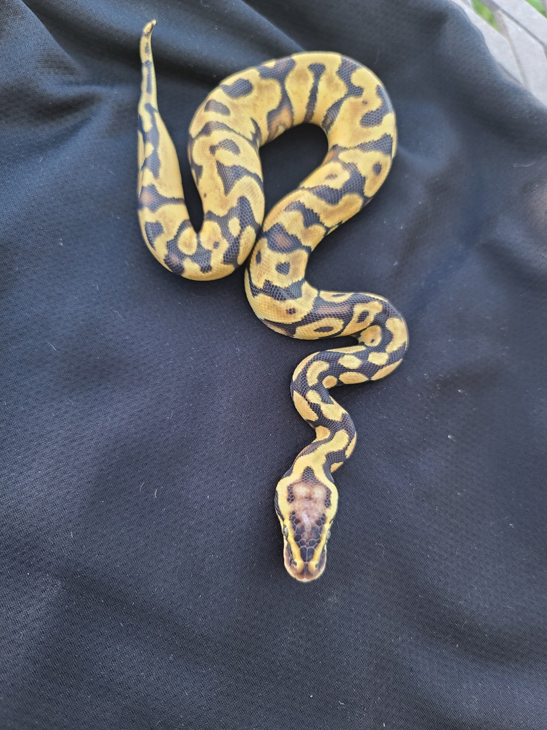 Pastel Enchi 66 % Het Hypo Ball Python by Bleeding Moon Exotics ...