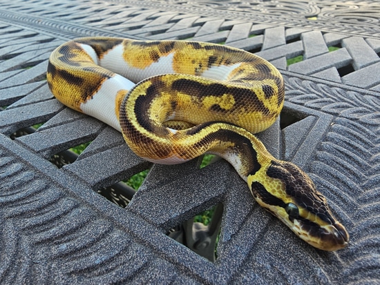 Chocolate Enchi Pied 50% Het Desert Ghost Male Ball Python by Bleeding ...