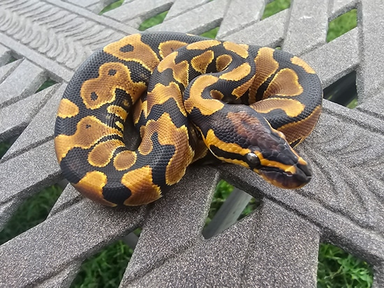 Yellow Belly Het Hypo Female Ball Python by Bleeding Moon Exotics