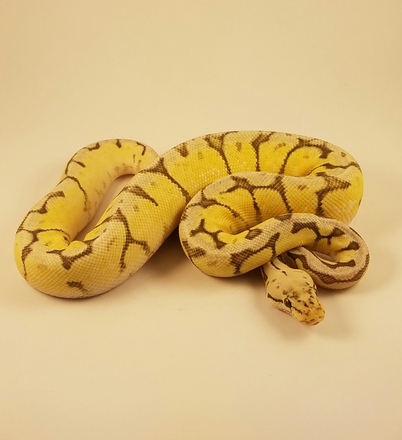 Killer Bee Yellow Belly Ball Python by KDF Reptiles, LLC - MorphMarket