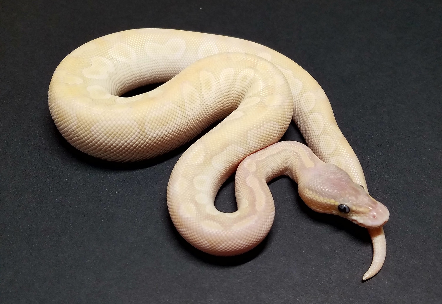 Pastel NoCo Crystal Ball Python by KDF Reptiles, LLC - MorphMarket