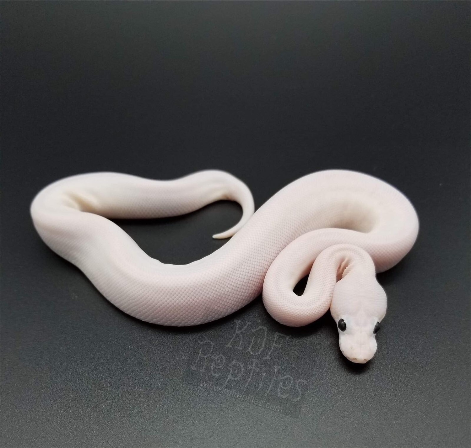 Pastel Super Cinnamon Pied Ball Python by KDF Reptiles, LLC - MorphMarket