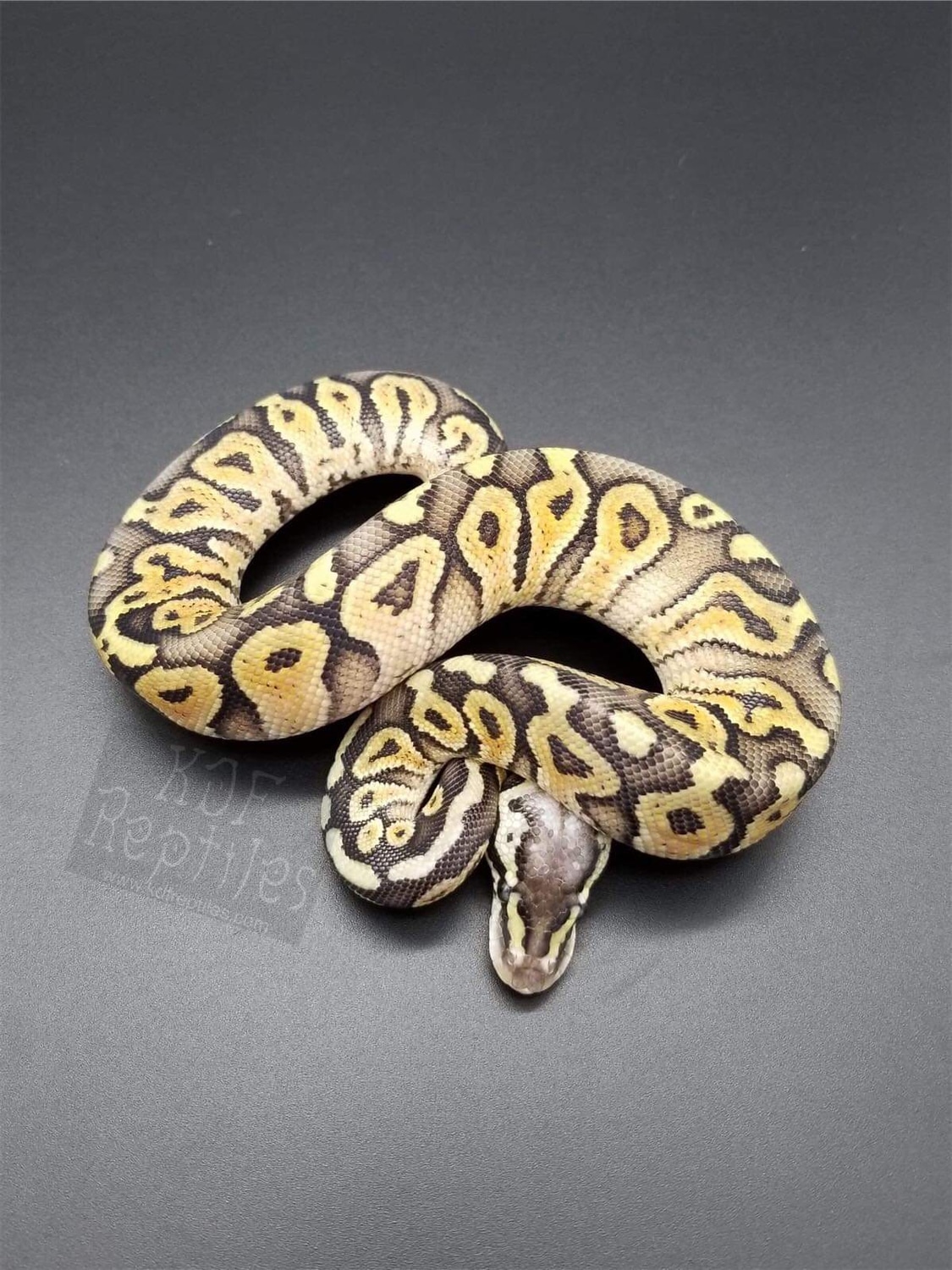 Super Pastel HRA Ball Python by KDF Reptiles, LLC MorphMarket