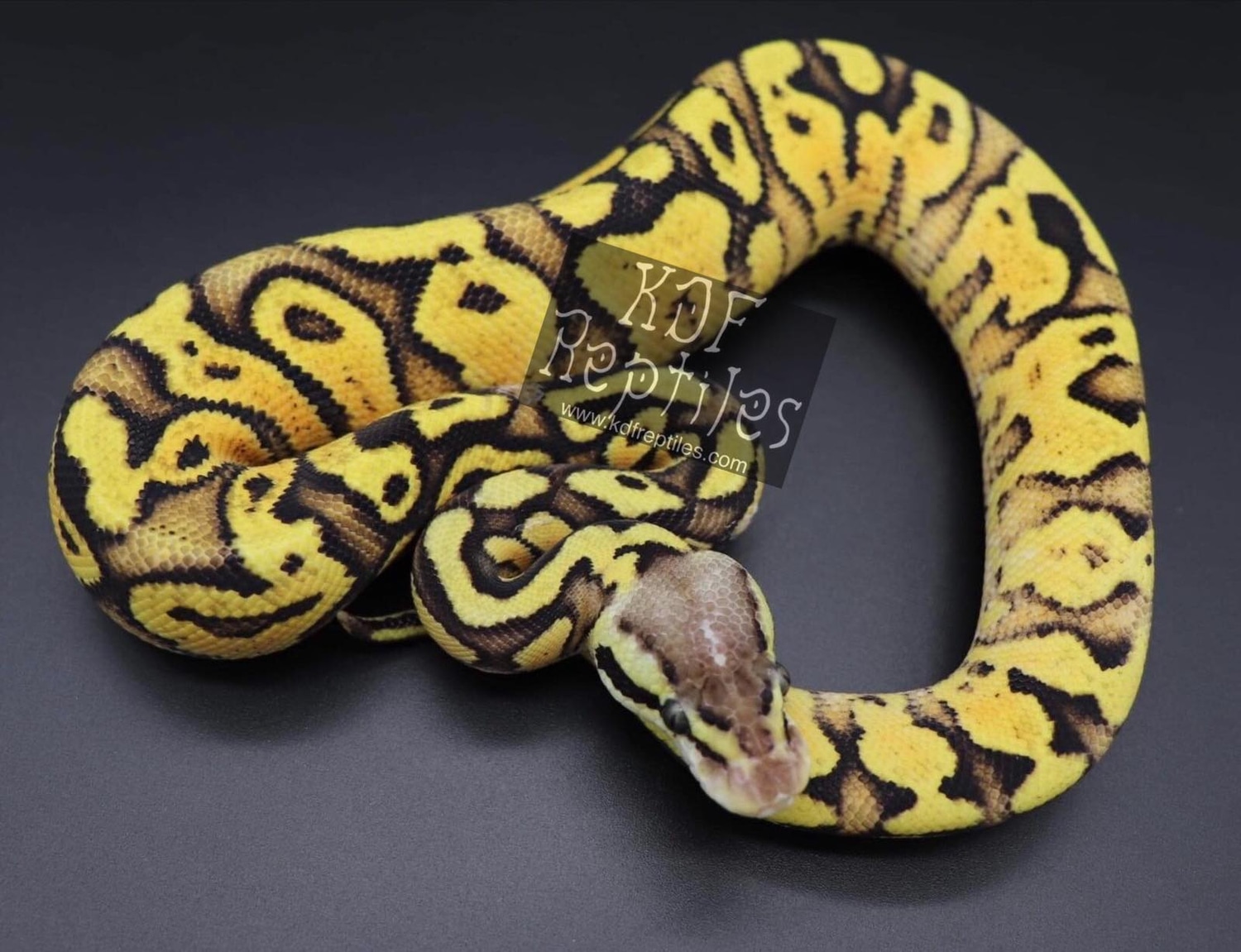 Pastel Yellowbelly Sulfur Ball Python by KDF Reptiles, LLC MorphMarket
