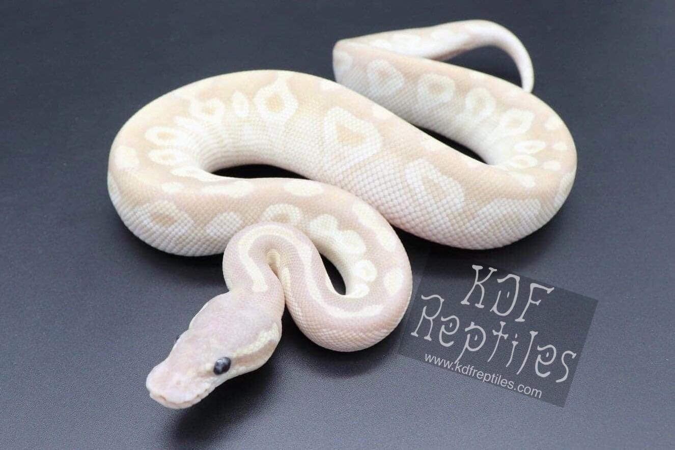 Pastel Crystal Ball Python by KDF Reptiles, LLC - MorphMarket