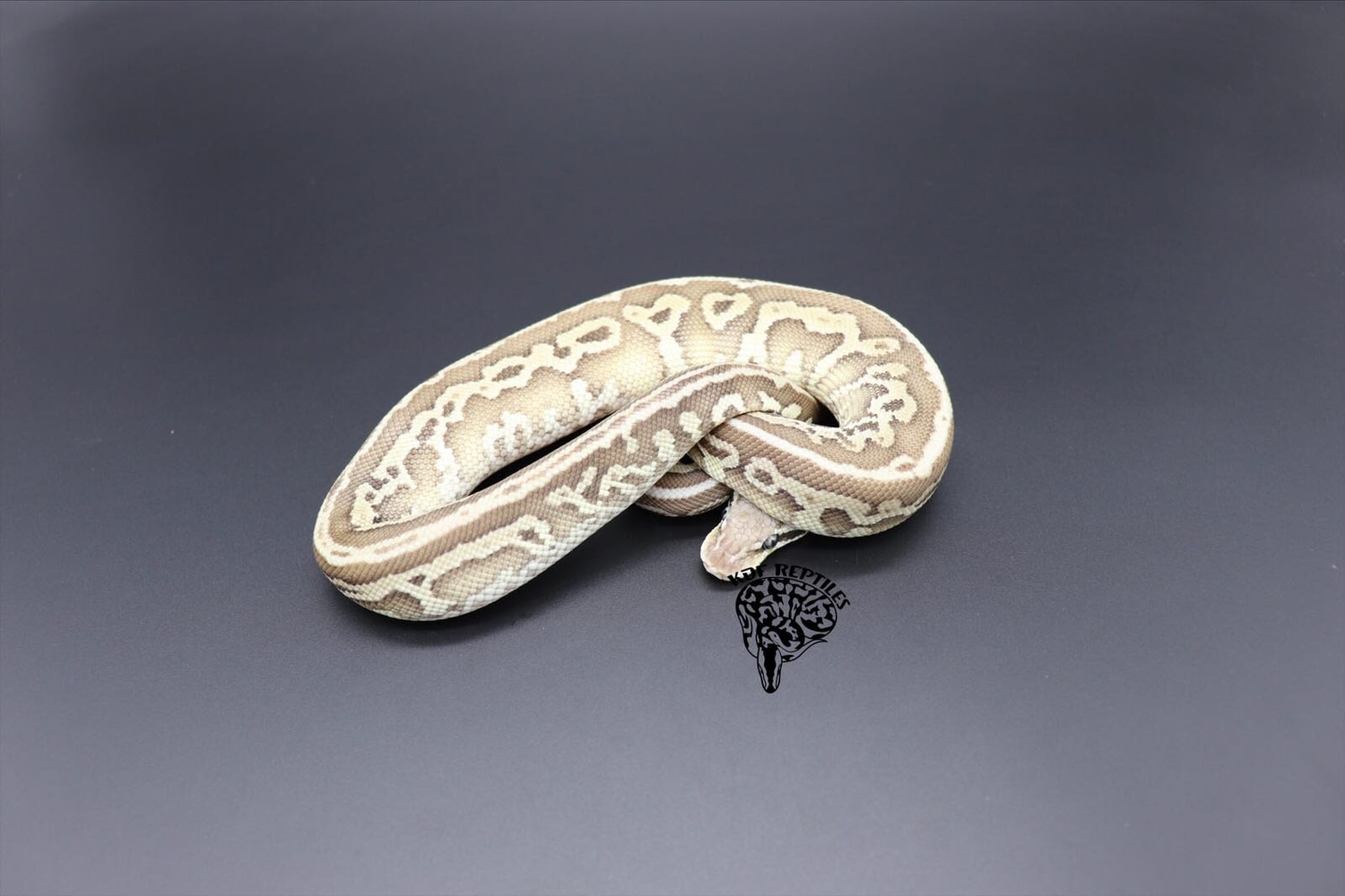 Pastel Leopard Lesser HRA Ball Python by KDF Reptiles, LLC MorphMarket