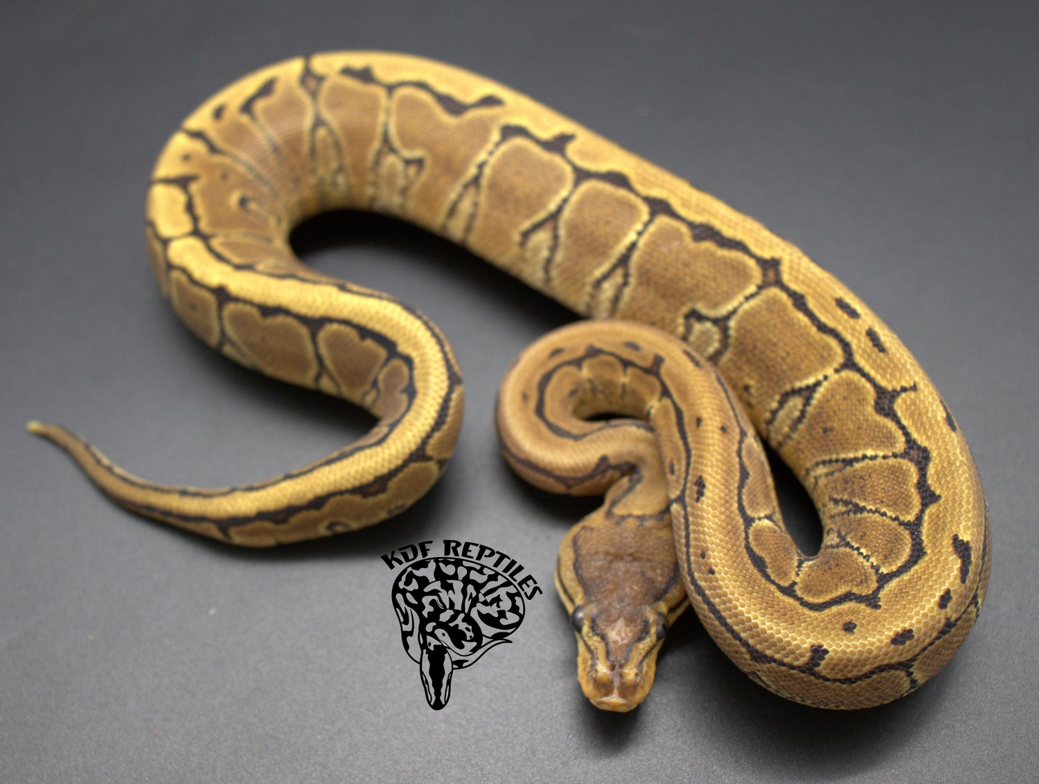 Scaleless Head Pinstripe Yellowbelly Ball Python by KDF Reptiles, LLC ...