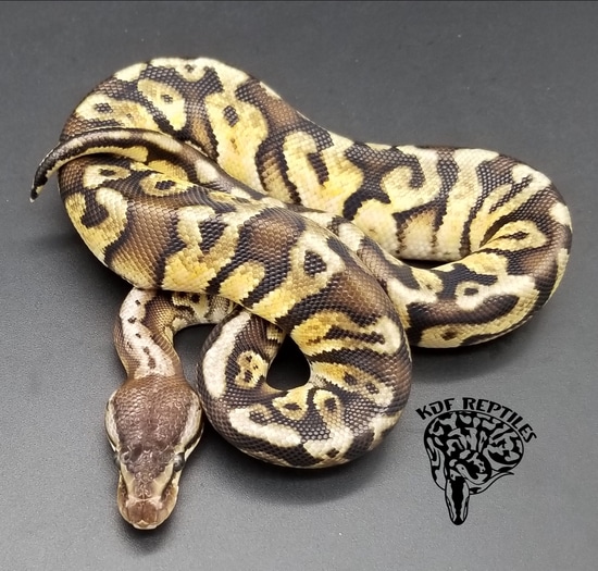 Inferno Ball Python by KDF Reptiles, LLC