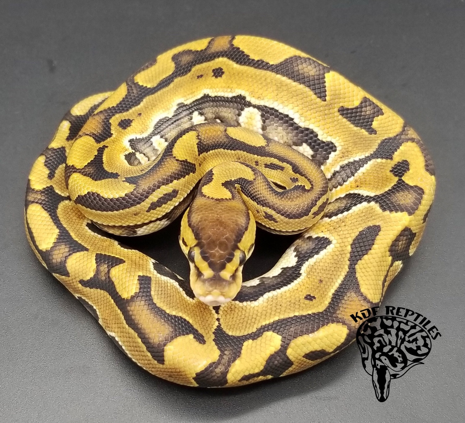 Puzzle Ball Python by KDF Reptiles, LLC - MorphMarket