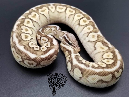 Pastel Het Red Axanthic Lesser Ball Python by KDF Reptiles, LLC