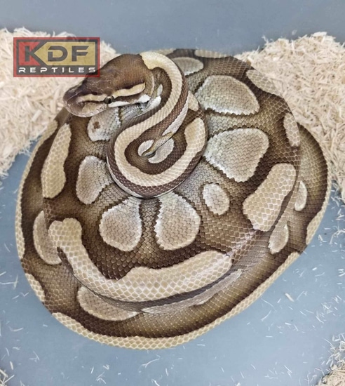 14 Lesser 66% DBH VPI Axanthic G-Stripe Ball Python by KDF Reptiles, LLC
