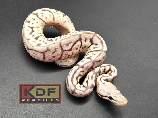 Killerbee Leopard VPI Axanthic Ball Python by KDF Reptiles, LLC