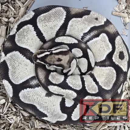21 Sulfur Orange Dream Het VPI Axanthic Ball Python