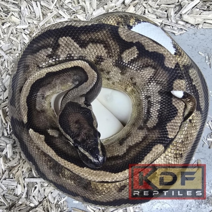 Pied Ball Python