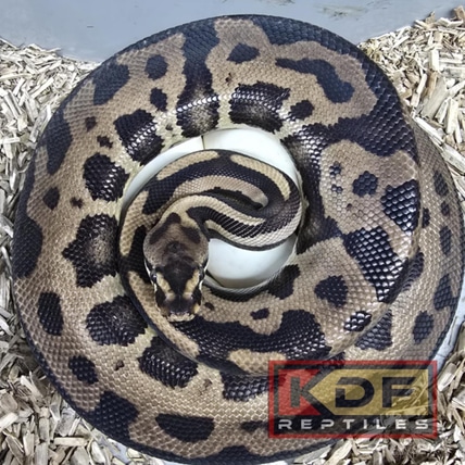Leopard YB Acid Ball Python