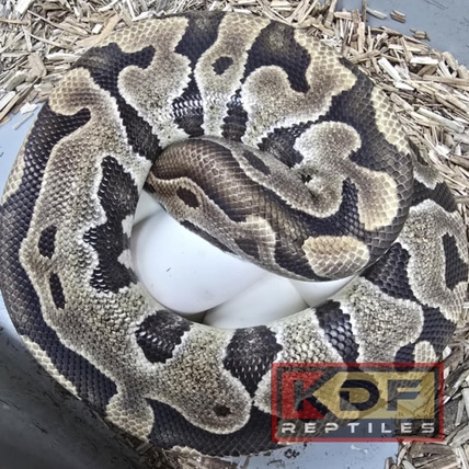19 Puzzle 66% Het Caramel Albino Ball Python