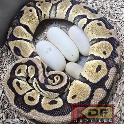 Pastel Blade DBH Clown Hypo Ball Python