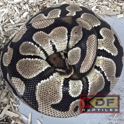Orange Dream Het VPI Axanthic 1 Ball Python