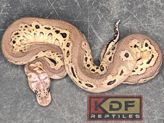 Pewter Clown Het Puzzle Ball Python by KDF Reptiles, LLC
