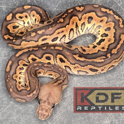 Cinnamon Clown Het Puzzle Ball Python