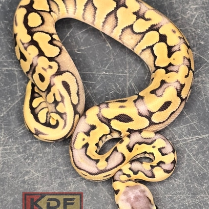 Super Pastel Puzzle Het Axanthic (VPI) Ball Python