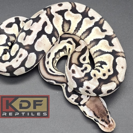 Pastel Puzzle VPI Axanthic Ball Python