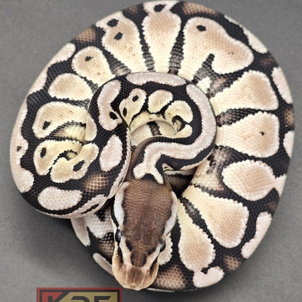 Pastel VPI Axanthic Het Puzzle 1 Ball Python