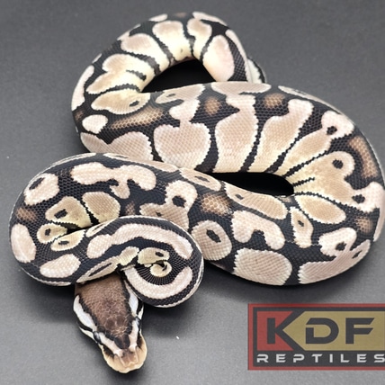 Pastel VPI Axanthic Het Puzzle 2 Ball Python