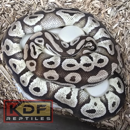 15 Pastave Het VPI Axanthic Ball Python