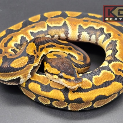 Red Stripe Puzzle Ball Python