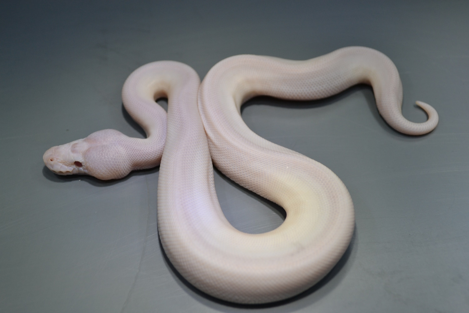 Mystic Potion Pied Ball Python by Granite State Pythons - MorphMarket