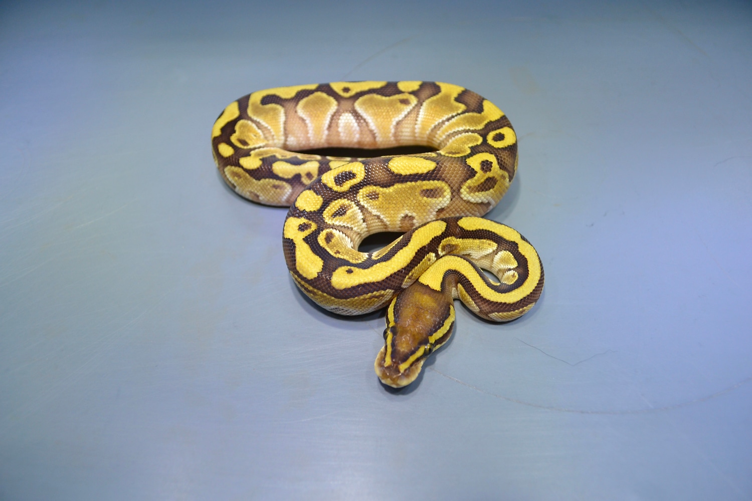 Orange Dream Lesser Ball Python by Granite State Pythons - MorphMarket