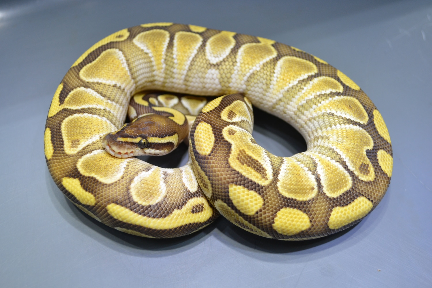 Orange Dream Lesser Ball Python by Granite State Pythons - MorphMarket