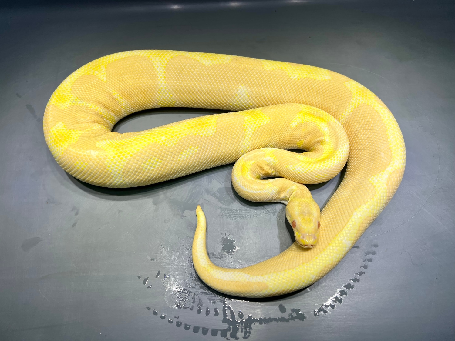 Enchi Albino Ball Python by Granite State Pythons - MorphMarket