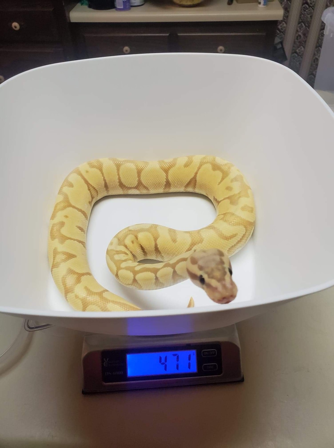 Banana Hypo Pastel Enchi Ball Python by J&K Ball Pythons - MorphMarket