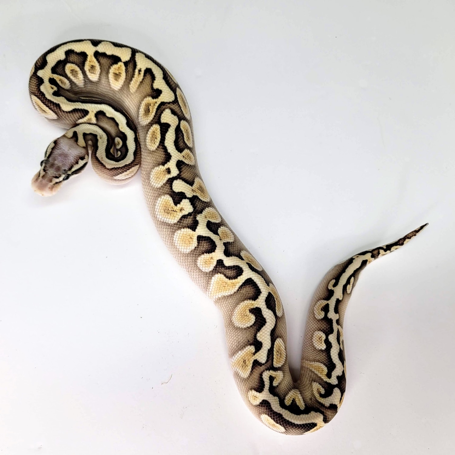 GHI Lesser Pastel Het Hypo Ball Python by Royal Reptiles - MorphMarket