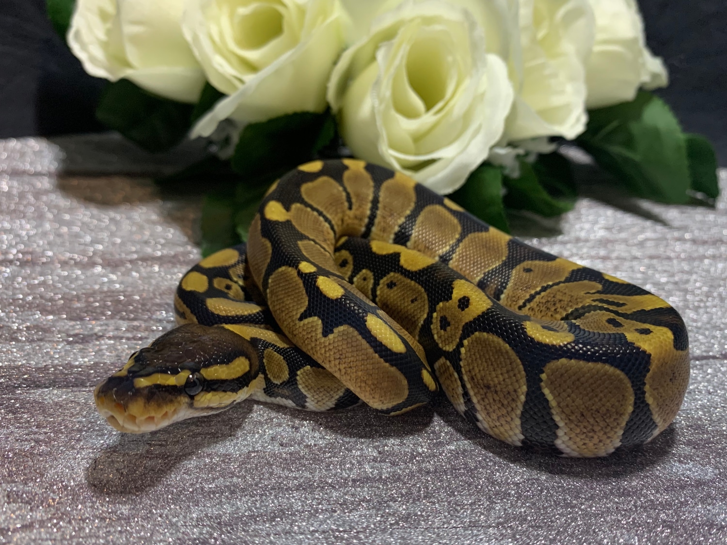 Het Lavender Albino Ball Python by Fairytale Pythons - MorphMarket
