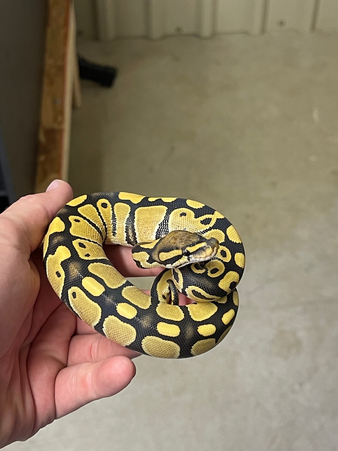Desert Ghost (Enhancer)66 Het G Stripe Ball Python by Hook ‘em Royals