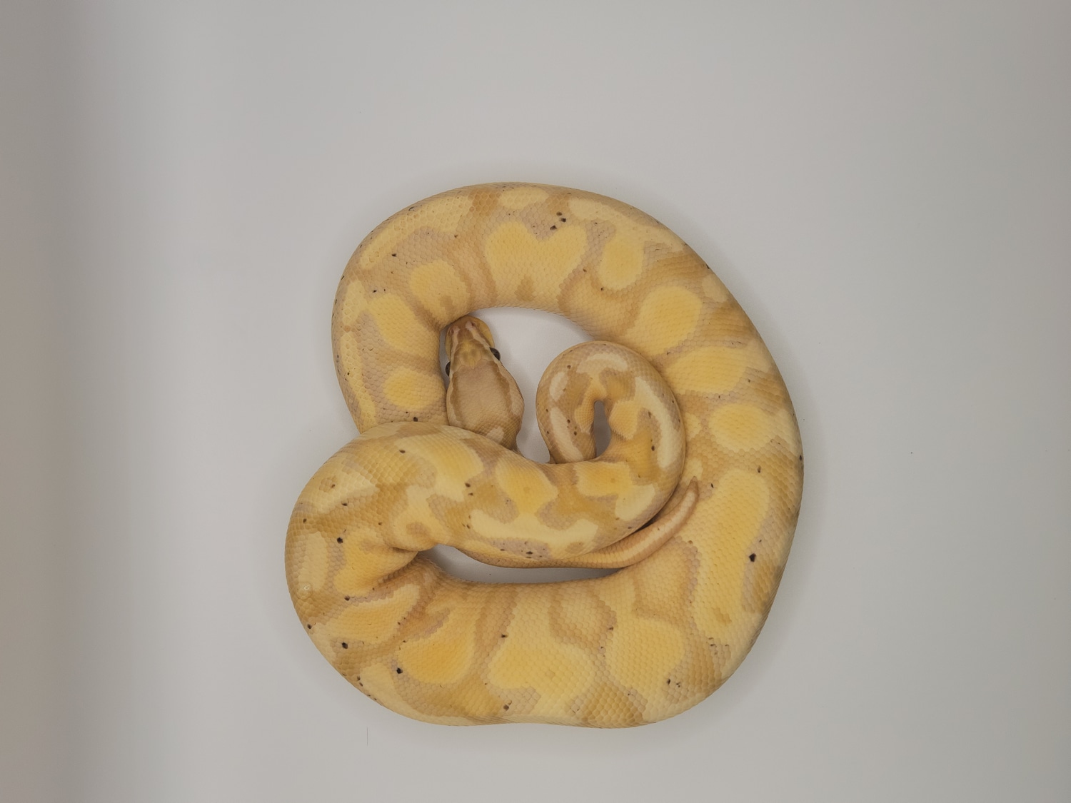 Banana Het Pied Ball Python by Keb's Balls By The River MorphMarket