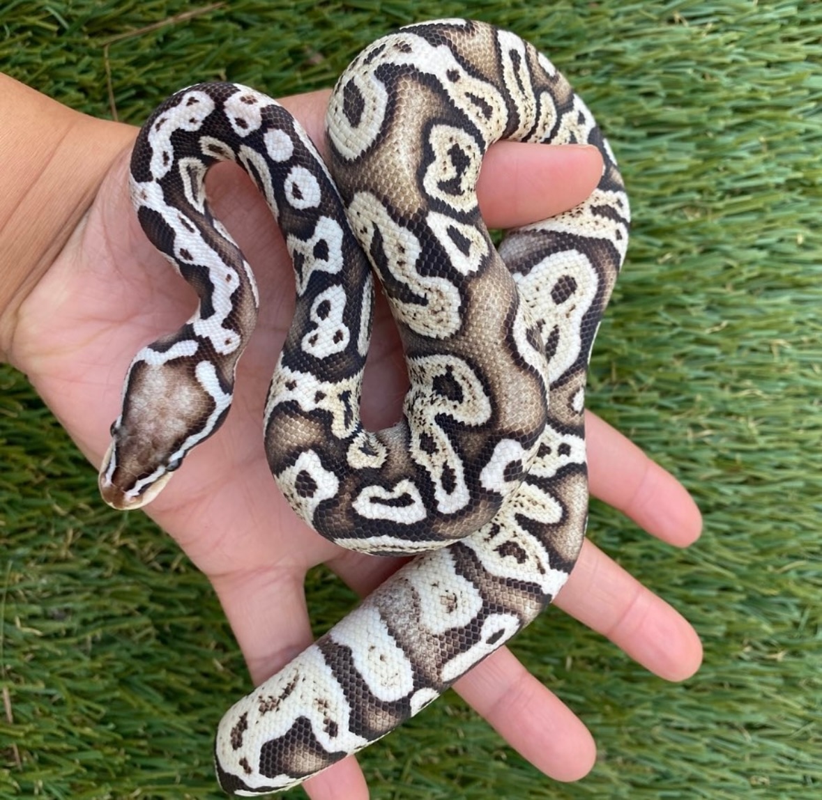GHI VPI Axanthic Pastel Ball Python by Kedusa - MorphMarket