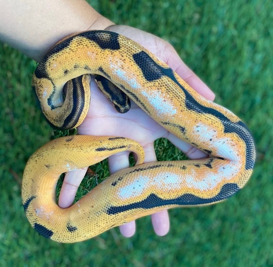 Super Orange Dream Super Enchi Pastel Sugar Yellow Belly Ball Python by ...
